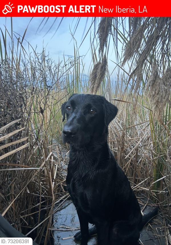 Lost Male Dog last seen Indest St, New Iberia, LA 70563