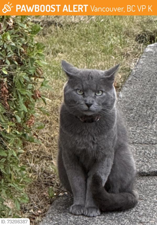 Found/Stray Unknown Cat last seen Vancouver West, Marpole area, around Granville and 70th Ave., Vancouver, BC V6P 5K9