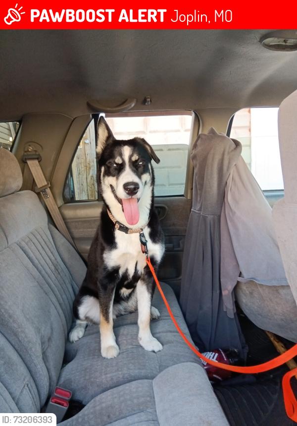 Lost Female Dog last seen 10th pither, Joplin, MO 64802
