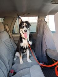 Lost Female Dog last seen 10th pither, Joplin, MO 64802