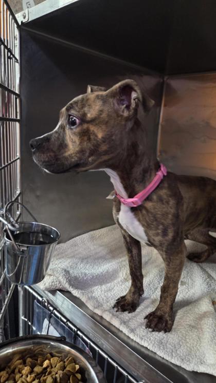 Shelter Stray Female Dog last seen Near Loma Del Sur 2602, CITY of El Paso, TX, 5001 Fred Wilson Ave, El Paso, TX 79906, USA