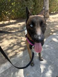 Shelter Stray Female Dog last seen Ocean Beach Dog beach, San Diego, CA, 92107, 5500 Gaines St, San Diego, CA 92110, USA