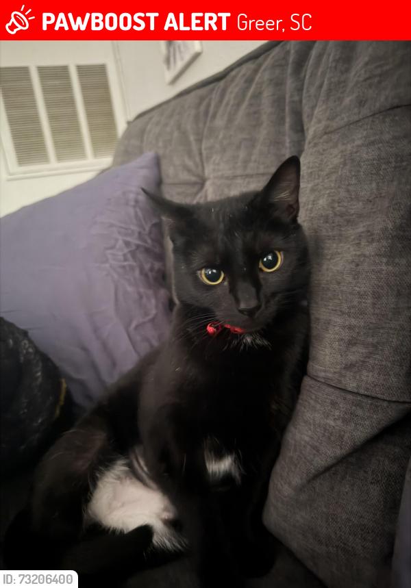 Lost Female Cat last seen Old Spartanburg Rd, Greer, SC 29687