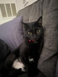 Lost Female Cat last seen Old Spartanburg Rd, Greer, SC 29687