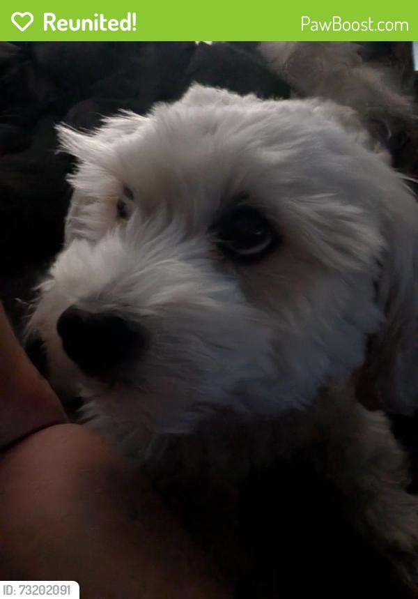 Reunited Male Dog last seen Dracaea, Moreno Valley, CA 92553