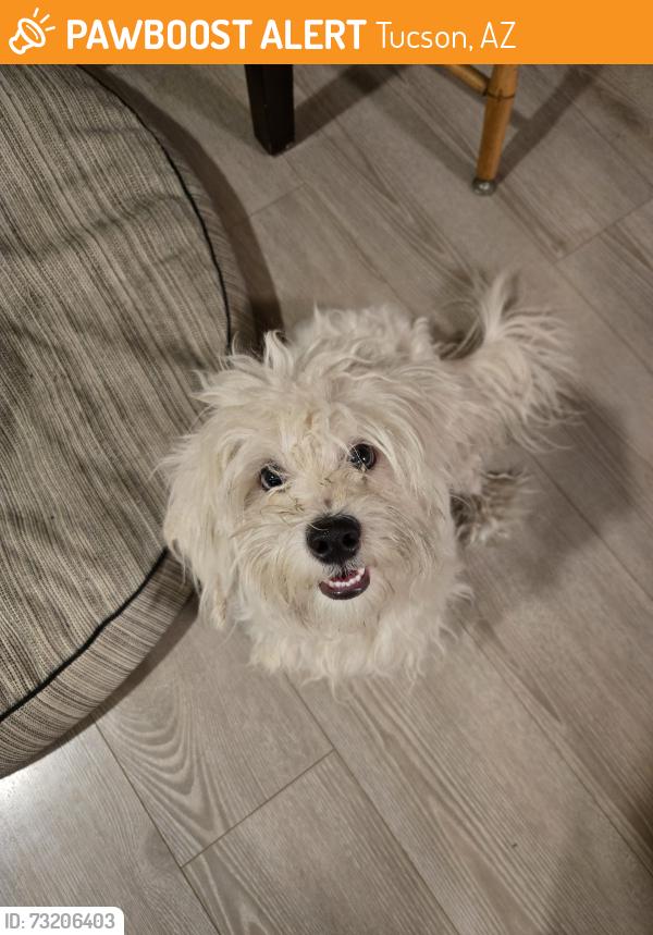 Found/Stray Male Dog last seen 36th St and Forgeus Ave, Tucson, AZ 85713