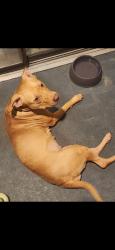 Reunited Female Dog last seen Socrum Loop Rd, Lakeland, FL, USA, Lakeland, FL 33805