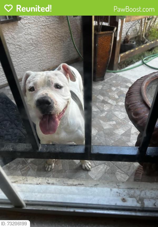 Reunited Female Dog last seen Tree line and Charleston, Las Vegas, NV 89101