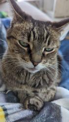 Reunited Male Cat last seen Whisper creek in arvada, Arvada, CO 80005