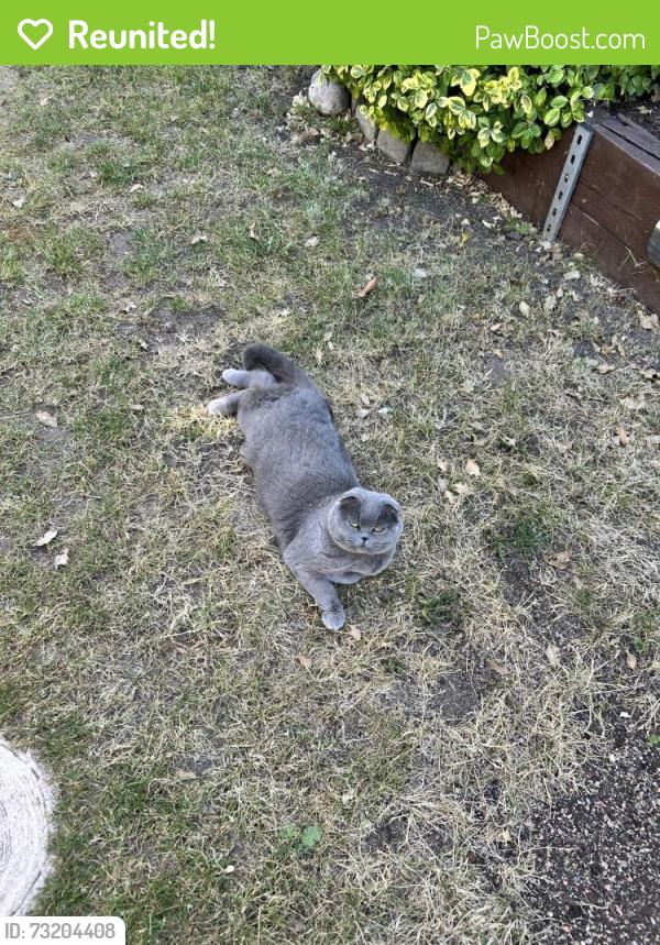Reunited Female Cat last seen RM13 8NR, Greater London, England RM13 8NR