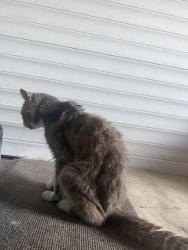 Found/Stray Unknown Cat last seen Wavertree road, Goring-by-Sea, England 
