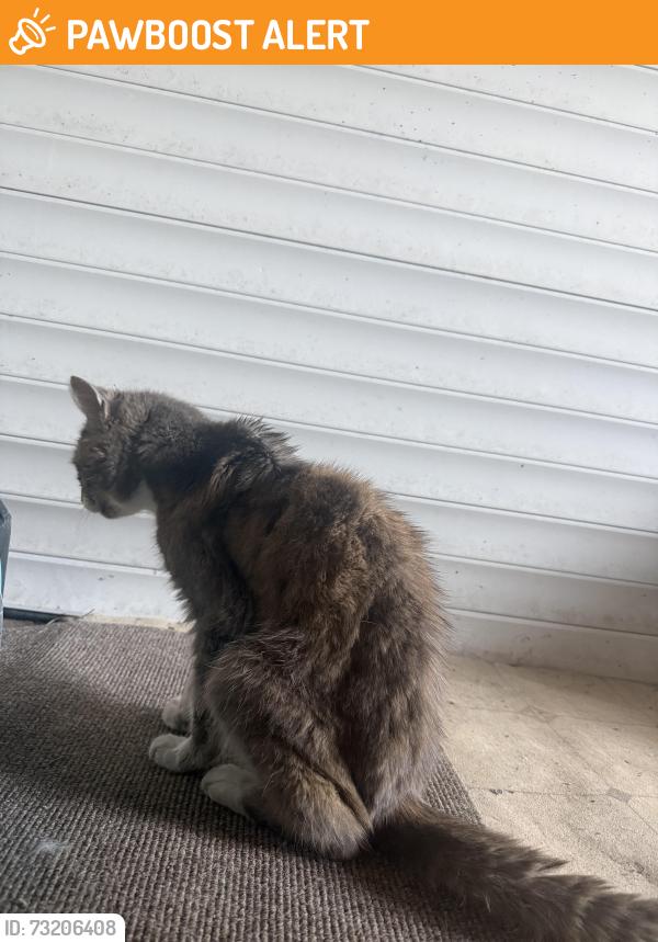 Found/Stray Unknown Cat last seen Wavertree road, Goring-by-Sea, England 