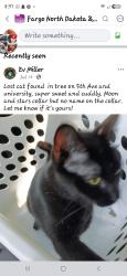 Lost Male Cat last seen Near 15th St S, Fargo, ND 58103