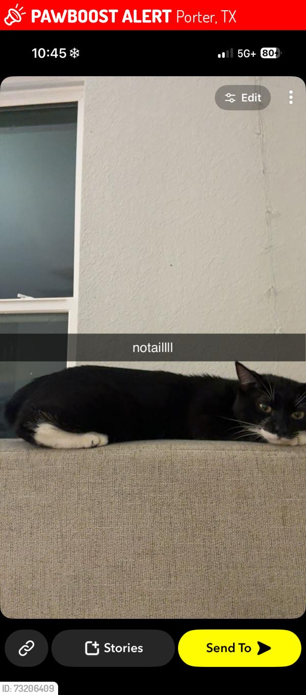 Lost Male Cat last seen northpark drive, Porter, TX 77365