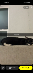 Lost Male Cat last seen northpark drive, Porter, TX 77365