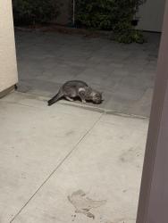 Found/Stray Unknown Cat last seen Loon, Irvine, CA 92618