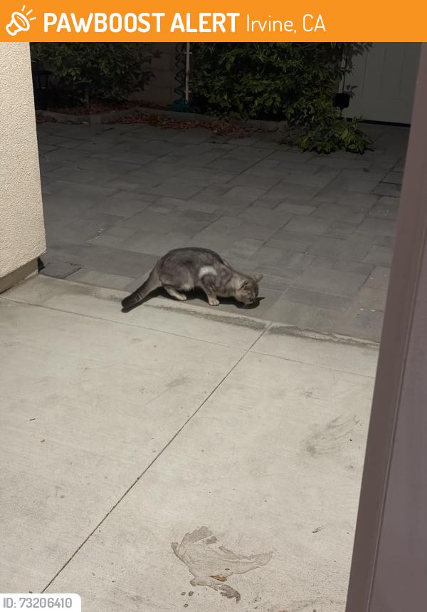 Found/Stray Unknown Cat last seen Loon, Irvine, CA 92618