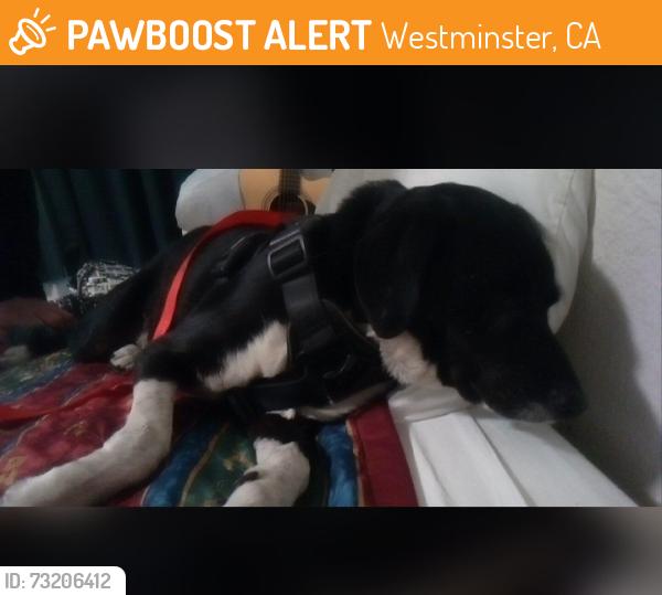 Found/Stray Male Dog last seen Beach Boulevard and Trask Avenue, Westminster, CA 92683