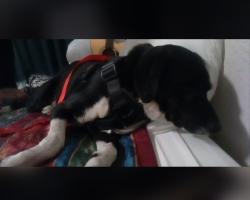 Found/Stray Male Dog last seen Beach Boulevard and Trask Avenue, Westminster, CA 92683