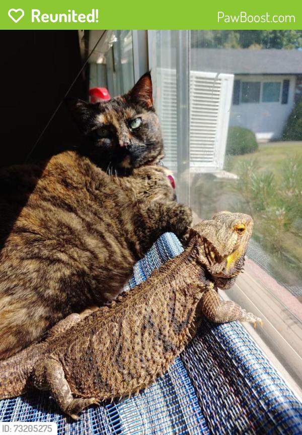 Reunited Female Cat last seen 136th and Division, Portland, OR 97236