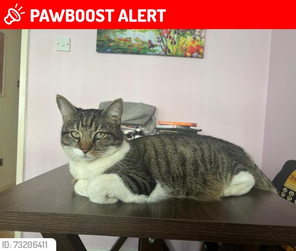 Lost Female Cat last seen around St Nicholas Cl, Essex, England CM8 2JB