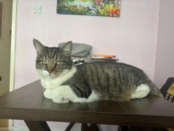 Lost Female Cat last seen around St Nicholas Cl, Essex, England CM8 2JB