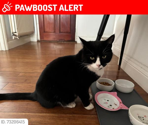 Lost Male Cat last seen around St Nicholas Cls, Essex, England CM8 2JB