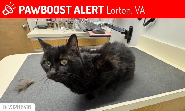 Lost Female Cat last seen Route 1/Richmond Highway, Lorton, VA 22079