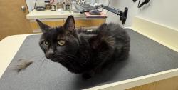 Lost Female Cat last seen Route 1/Richmond Highway, Lorton, VA 22079