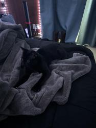 Lost Male Cat last seen Waverly & Mondigo, San Jose, CA 95122
