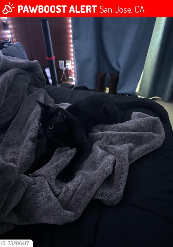 Lost Male Cat last seen Waverly & Mondigo, San Jose, CA 95122