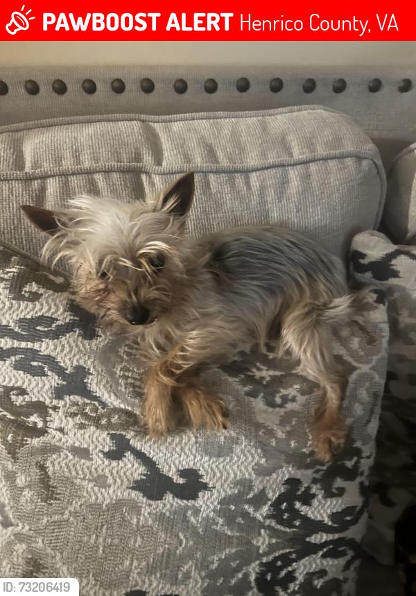Lost Female Dog last seen Darjoy lane neighborhood, Henrico County, VA 23231