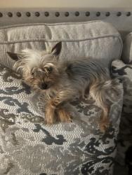 Lost Female Dog last seen Darjoy lane neighborhood, Henrico County, VA 23231
