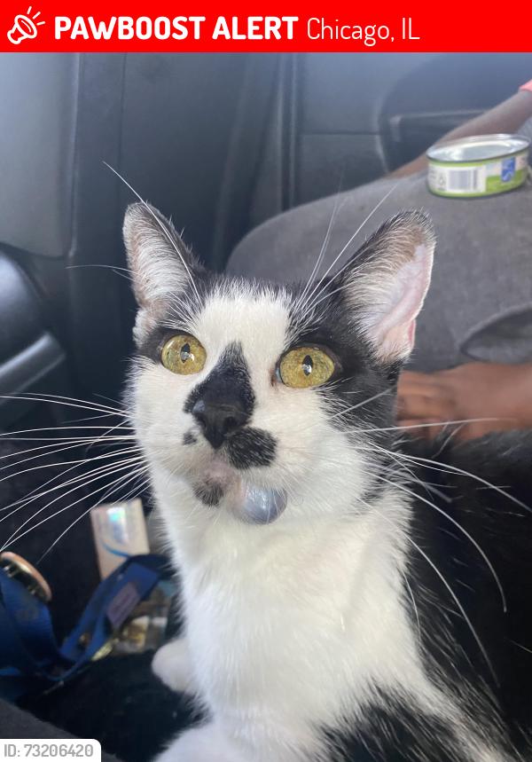 Lost Female Cat last seen Near South Talman Avenue, Chicago, IL 60652