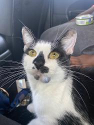 Lost Female Cat last seen Near South Talman Avenue, Chicago, IL 60652