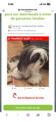 Lost Female Dog last seen Near shortridge, San Jose, CA 95116