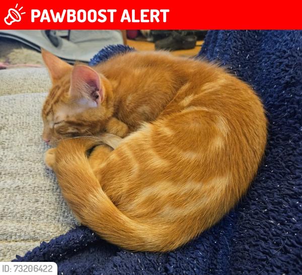 Lost Male Cat last seen Hillmorton Rd, Warwickshire, England 