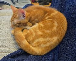 Lost Male Cat last seen Hillmorton Rd, Warwickshire, England 