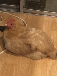 Lost Female Other last seen Pacific, Glendale, CA 91204