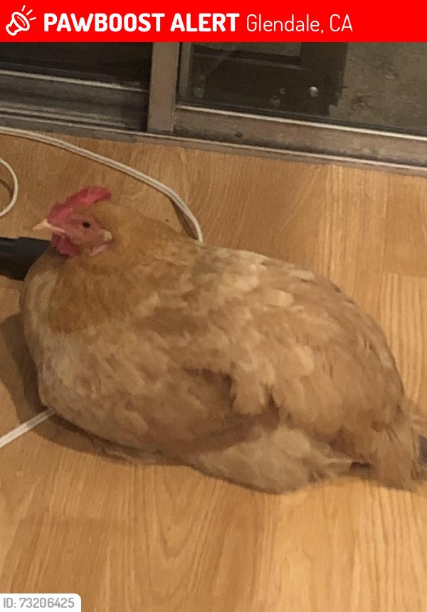 Lost Female Other last seen Pacific, Glendale, CA 91204