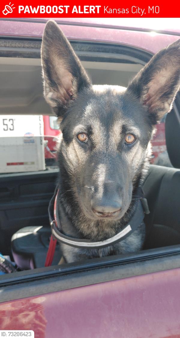 Lost Female Dog last seen NE 42nd st, Kelley ave, Kansas City, MO 64106