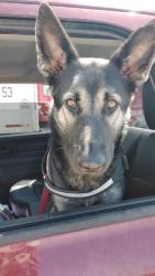 Lost Female Dog last seen NE 42nd st, Kelley ave, Kansas City, MO 64106