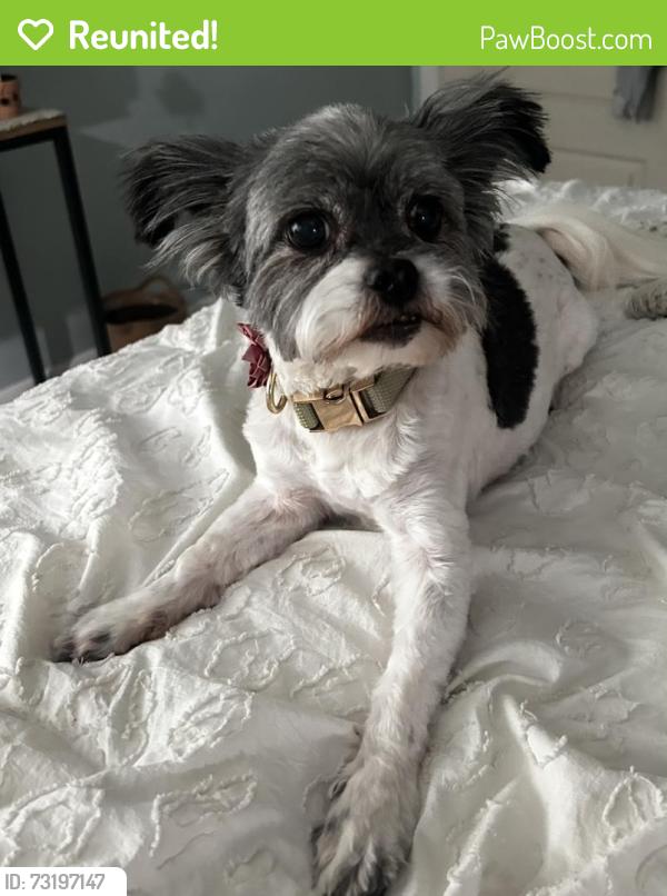 Reunited Female Dog last seen North Terrace Place near Morganton Post Office, Morganton, NC 28655