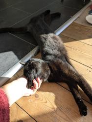 Reunited Male Cat last seen Ford Park Cemetery, Plymouth, England PL4 6QA