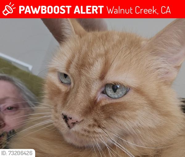 Lost Female Cat last seen Ptarmigan and Tice Creek, Walnut Creek, CA 94595