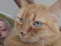 Lost Female Cat last seen Ptarmigan and Tice Creek, Walnut Creek, CA 94595