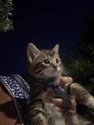Reunited Male Cat last seen Queen Street East and Rushbrooke Avenue, Toronto, ON M4M 1L5