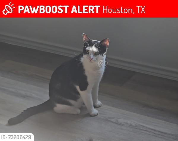 Lost Male Cat last seen Spears rd, Houston, TX 77067
