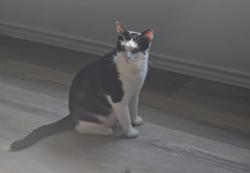 Lost Male Cat last seen Spears rd, Houston, TX 77067