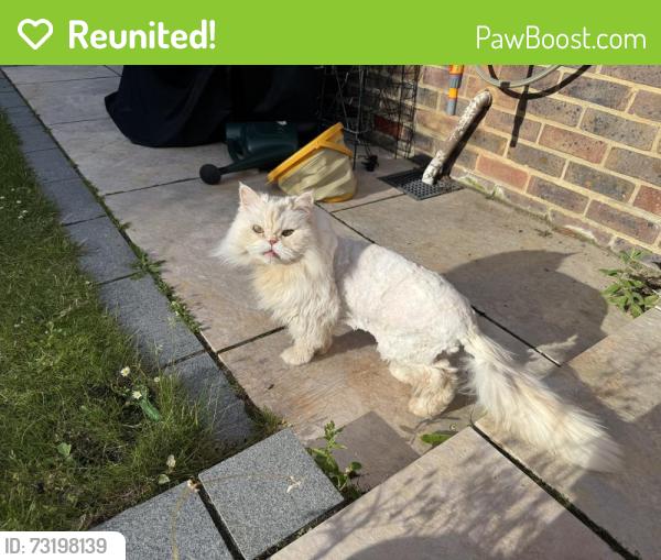 Reunited Male Cat last seen Winterbourne, West Sussex, England RH12 5JW